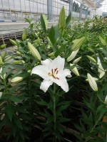 [5280 Santander EVR No01.JPG]